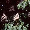 Aesculus hippocastanum 'Baumannii', flowers
