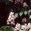 Aesculus hippocastanum 'Baumannii', flowers
