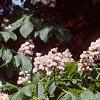 Aesculus hippocastanum 'Baumannii', flowers