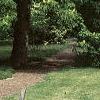 Aesculus flava, habit