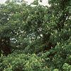 Aesculus flava, habit