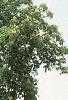 Aesculus flava, habit