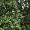 Aesculus flava, habit