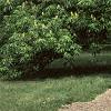 Aesculus flava, habit