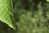 Aesculus flava, leaves