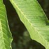 Aesculus flava, leaves