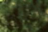 Aesculus flava, leaves