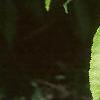 Aesculus flava, leaves