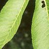 Aesculus flava, leaves