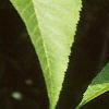 Aesculus flava, leaves