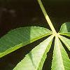 Aesculus flava, leaves