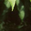 Aesculus flava, leaves