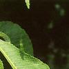 Aesculus flava, leaves