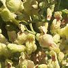 Aesculus flava, flowers