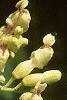 Aesculus flava, flowers