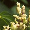 Aesculus flava, flowers