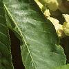 Aesculus flava, flowers