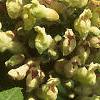 Aesculus flava, flowers