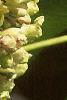 Aesculus flava, flowers