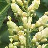 Aesculus flava, flowers