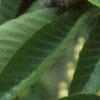 Aesculus flava, flowers