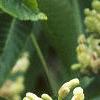 Aesculus flava, flowers