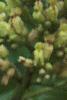 Aesculus flava, flowers