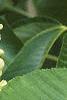 Aesculus flava, flowers
