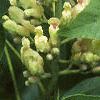 Aesculus flava, flowers