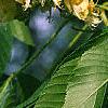 Aesculus flava, flowers