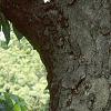 Aesculus flava, bark