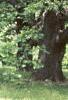 Aesculus flava, bark