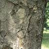 Aesculus flava, bark