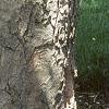 Aesculus flava, bark