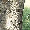 Aesculus flava, bark