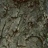 Aesculus flava, bark