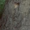 Aesculus flava, bark