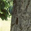 Aesculus flava, bark