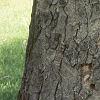 Aesculus flava, bark