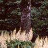 Aesculus parviflora, habit