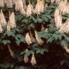 Aesculus parviflora, habit