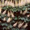 Aesculus parviflora, habit