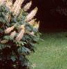 Aesculus parviflora, habit