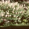 Aesculus parviflora, habit