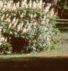 Aesculus parviflora, habit