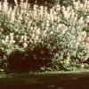 Aesculus parviflora, habit