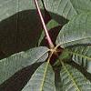 Aesculus parviflora, leaves
