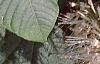Aesculus parviflora, leaves