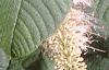 Aesculus parviflora, leaves