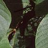 Aesculus parviflora, leaves